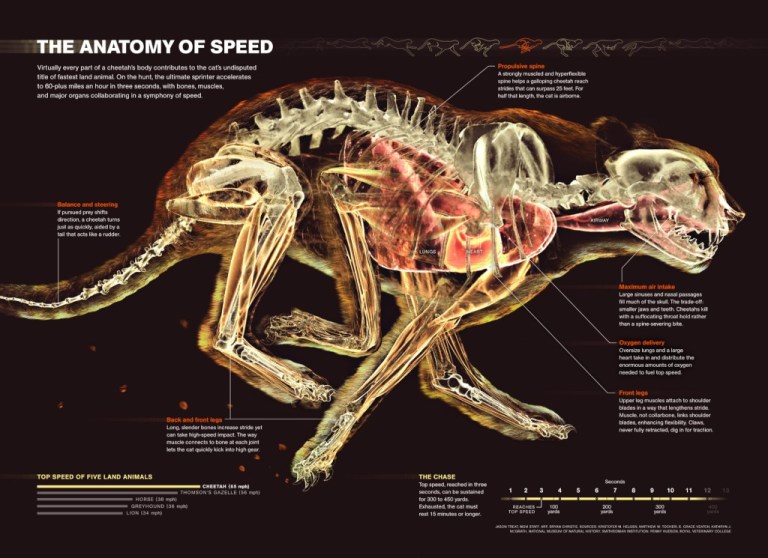 The Anatomy of Speed Infographic