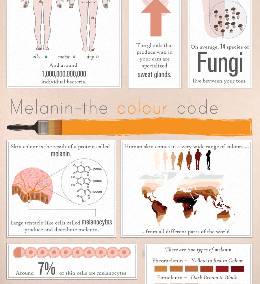 Infographic: 50 Incredible Facts About Your Skin