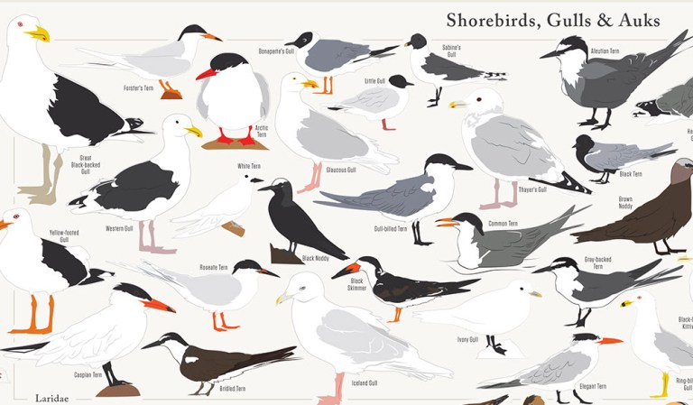 730 Birds Detail