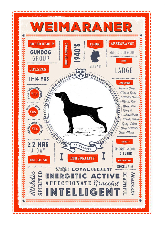 Weimaraner Infographic
