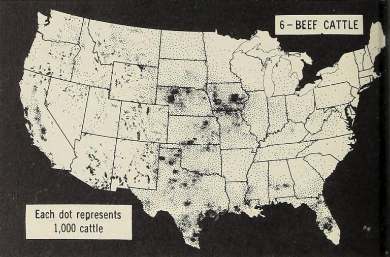 Beef Cattle